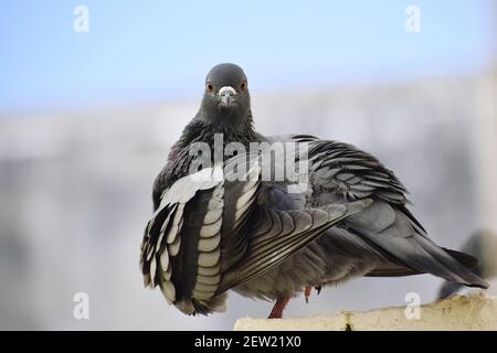 Eine Taube, die an der Wand meines Daches sitzt Stockfoto