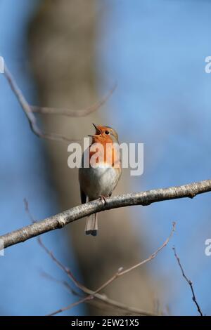Europäischer Robin (Erithacus rubecula), der auf einem Ast thront und singt, ruft, zwitschert im Frühjahr mit weit geöffnetem Schnabel, März, Großbritannien. Stockfoto