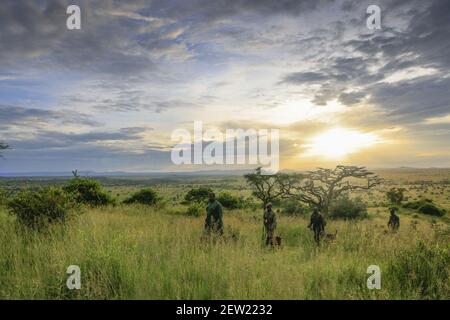 Tansania, Serengeti National Park, Ikoma, die K9-Einheit auf Patrouille bei Sonnenuntergang beobachten die Ranger die Landschaft um den Zwinger, diese täglichen Spaziergänge ermöglichen es, die Hunde zu nehmen, und die Tierwelt rund um das Camp zu beobachten Stockfoto