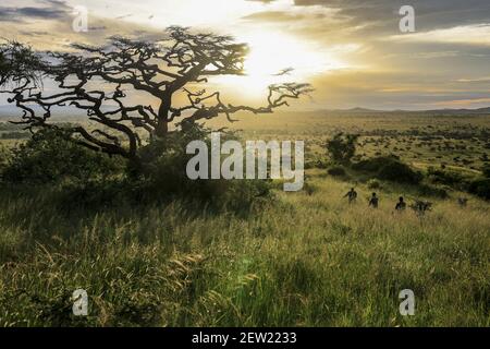 Tansania, Serengeti National Park, Ikoma, die K9-Einheit auf Patrouille bei Sonnenuntergang beobachten die Ranger die Landschaft um den Zwinger, diese täglichen Spaziergänge ermöglichen es, die Hunde zu nehmen, und die Tierwelt rund um das Camp zu beobachten Stockfoto