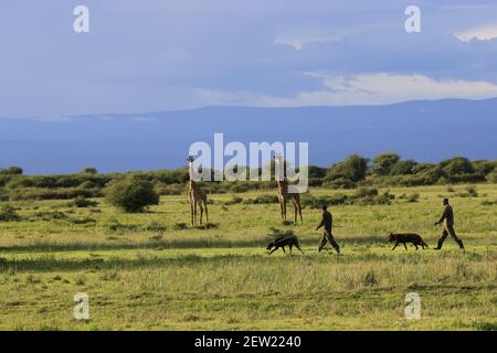 Tansania, Manyara Ranch, WMA (Wildlife Managment Area), die beiden Wilderhunde Rozda und Thomas gehen mit ihren jeweiligen Hundehandlern auf Patrouille, sie werden trainiert, die Tierwelt nicht zu erschrecken, und können ihnen sehr nahe kommen, Giraffen sind besonders schüchtern, Aber sie ließen Rozda und Thomas herantreten und beobachten sie neugierig Stockfoto