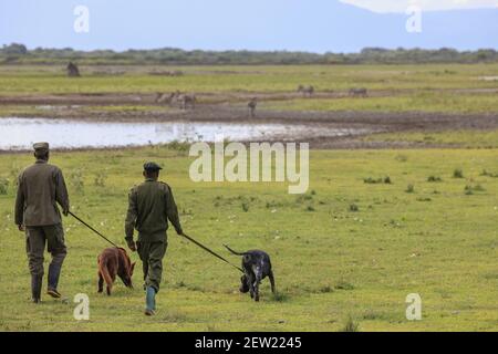 Tansania, Manyara Ranch, WMA (Wildlife Management Area), die beiden Wilderhunde Rozda und Thomas gehen mit ihren jeweiligen Hundehandlern auf Patrouille, Stockfoto