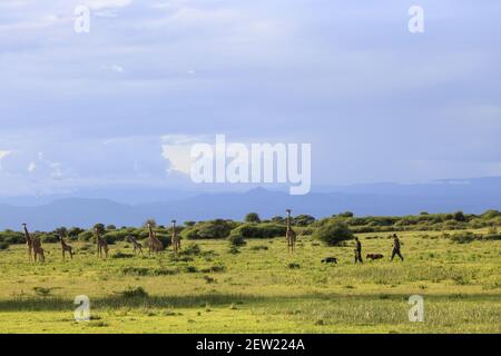 Tansania, Manyara Ranch, WMA (Wildlife Managment Area), die beiden Wilderhunde Rozda und Thomas gehen mit ihren jeweiligen Hundehandlern auf Patrouille, sie werden trainiert, die Tierwelt nicht zu erschrecken, und können ihnen sehr nahe kommen, Giraffen sind besonders schüchtern, Aber sie ließen Rozda und Thomas herantreten und beobachten sie neugierig Stockfoto