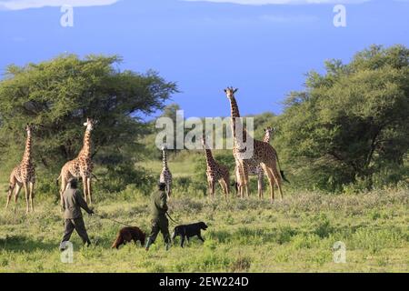 Tansania, Manyara Ranch, WMA (Wildlife Managment Area), die beiden Wilderhunde Rozda und Thomas gehen mit ihren jeweiligen Hundehandlern auf Patrouille, sie werden trainiert, die Tierwelt nicht zu erschrecken, und können ihnen sehr nahe kommen, Giraffen sind besonders schüchtern, Aber sie ließen Rozda und Thomas herantreten und schauten ihnen neugierig zu, Stockfoto