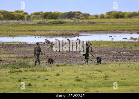 Tansania, Manyara Ranch, WMA (Wildlife Managment Area), die beiden Wilderhunde Rozda und Thomas gehen mit ihren jeweiligen Hundehandlern auf Patrouille, sie werden trainiert, die Tierwelt nicht zu erschrecken, und können ihnen sehr nahe kommen Stockfoto