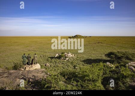 Tansania, Serengeti National Park, Gol Kopje, Gol Kopje ist ein holländischer Name, der kleinen Kopf bedeutet und sich auf die Granitblöcke bezieht, die das Plateau schmücken, die Kopje sind der bevorzugte Lebensraum von Löwen, Leoparden und Hyänen, Und kann nur mit Park Rangers gewagt werden die Rangers und Hunde der Einheit K9 sind auf Patrouille, um die Weite des Plateaus (1500 m über dem Meeresspiegel) zu beobachten Stockfoto