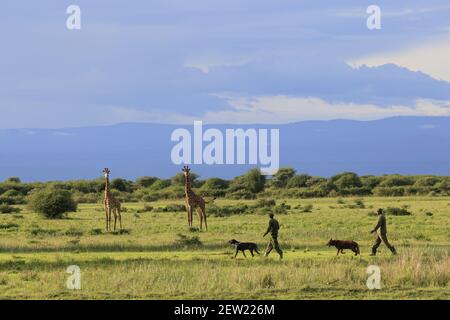 Tansania, Manyara Ranch, WMA (Wildlife Managment Area), die beiden Wilderhunde Rozda und Thomas gehen mit ihren jeweiligen Hundehandlern auf Patrouille, sie werden trainiert, die Tierwelt nicht zu erschrecken, und können ihnen sehr nahe kommen, Giraffen sind besonders schüchtern, Aber sie ließen Rozda und Thomas herantreten und beobachten sie neugierig Stockfoto