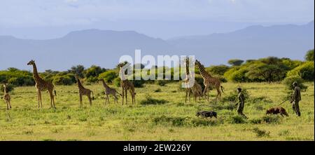 Tansania, Manyara Ranch, WMA (Wildlife Managment Area), die beiden Wilderhunde Rozda und Thomas gehen mit ihren jeweiligen Hundehandlern auf Patrouille, sie werden trainiert, die Tierwelt nicht zu erschrecken, und können ihnen sehr nahe kommen, Giraffen sind besonders schüchtern, Aber sie ließen Rozda und Thomas herantreten und beobachten sie neugierig Stockfoto