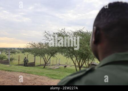 Tansania, Ikoma Hundeeinheit, wo die Anti-Wilderhunde des Serengeti Parks gesammelt werden, nach der Temperaturmessung gingen die Hunde einzeln in den Zwinger-Park, um ihr Verhalten zu beobachten und zu sehen, ob alles gut lief Stockfoto