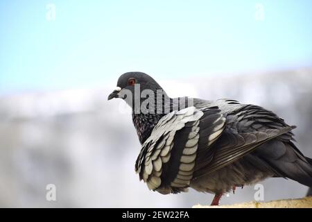 Eine Taube, die an der Wand meines Daches sitzt Stockfoto