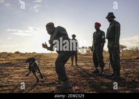 Tansania, Manyara Ranch, WMA (Wildlife Management Area), die Anti-Wilderei Hund Thomas in der Ausbildung bei Sonnenaufgang, begleitet von 4 Handler, Es ist Ema, der Leiter der K9 Ausbildung, die ihm die Morgenübungen bietet, die K9 Formation (ausgesprochen kay-neun, durch Analogie zu Hund Einheit) Ist eine Hundeeinheit, die auf die Wilderei spezialisiert ist Stockfoto