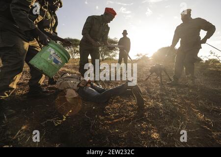 Tansania, Manyara Ranch, WMA (Wildlife Management Area), der Anti-Wilderhund Thomas im Training von Tagesanbruch, Thomas folgte der Spur des angeblichen Wilderers für mehrere Kilometer, nachdem er seinen Duft durch seine Fußabdrücke auswendig gelernt, Er fand es ohne Probleme Stockfoto