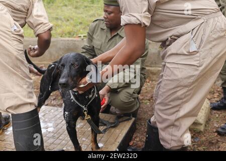 Tansania, Ikoma Hundeeinheit, wo die Anti-Wilderhunde des Serengeti Parks versammelt sind, Es ist Samstag, Badetag für Thor, den jüngsten Anti-Wilderhund, und der einzige, der gerne in der Dusche ist Stockfoto