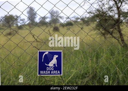 Tansania, Ikoma Hundeeinheit wo die wildfeindlichen Hunde des Serengeti Parks versammelt sind, haben Hunde einen eigenen Duschbereich, den sie jede Woche unter den wachsamen Augen ihrer Pfleger einnehmen Stockfoto