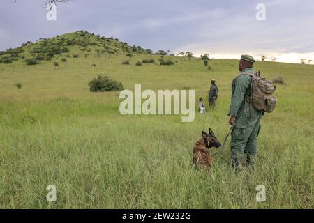 Tansania, Ikoma Hundeeinheit wo die Anti-Wilderhunde des Serengeti Parks versammelt sind, ist die K9 Einheit draußen, jeder Hund wird von einem Handler begleitet Stockfoto
