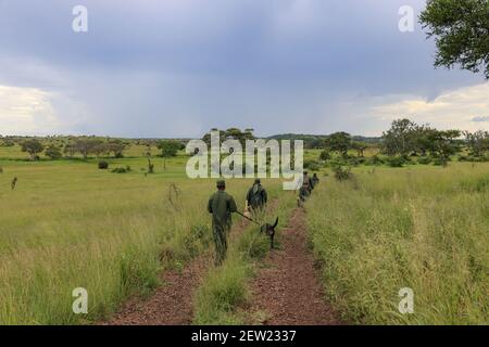 Tansania, Ikoma Hundeeinheit wo die Anti-Wilderhunde des Serengeti Parks versammelt sind, ist die K9 Einheit draußen, jeder Hund wird von einem Handler begleitet Stockfoto
