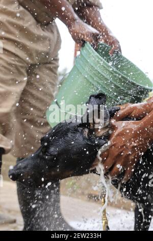 Tansania, Ikoma Hundeeinheit, wo die Anti-Wilderhunde des Serengeti Parks versammelt sind, Es ist Samstag, Badetag für Thor, den jüngsten Anti-Wilderhund, und der einzige, der gerne in der Dusche ist Stockfoto