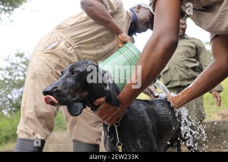 Tansania, Ikoma Hundeeinheit, wo die Anti-Wilderhunde des Serengeti Parks versammelt sind, Es ist Samstag, Badetag für Thor, der jüngste Anti-Wilderhund, und der einzige, der gerne in der Dusche ganz gut ist, Stockfoto