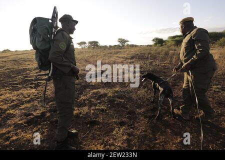 Tansania, Manyara Ranch, WMA (Wildlife Management Area), die Anti-Wilderei Hund Thomas in der Ausbildung bei Sonnenaufgang, begleitet von 4 Handler, Es ist Ema, der Leiter der K9 Ausbildung, die ihm die Morgenübungen bietet, die K9 Formation (ausgesprochen kay-neun, durch Analogie zu Hund Einheit) Ist eine Hundeeinheit, die auf die Wilderei spezialisiert ist Stockfoto