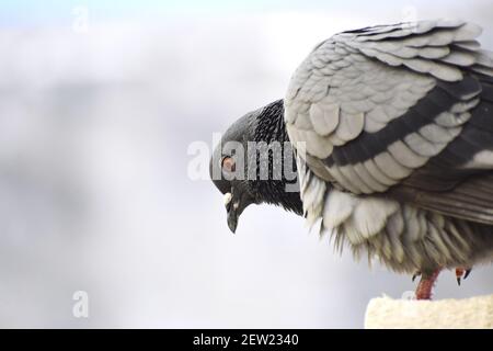 Eine Taube, die an der Wand meines Daches sitzt Stockfoto