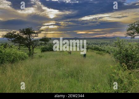 Tansania, Serengeti National Park, Ikoma, die K9-Einheit auf Patrouille bei Sonnenuntergang beobachten die Ranger die Landschaft um den Zwinger, diese täglichen Spaziergänge ermöglichen es, die Hunde zu nehmen, und die Tierwelt rund um das Camp zu beobachten Stockfoto