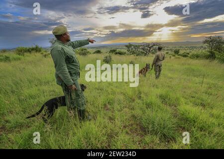 Tansania, Serengeti National Park, Ikoma, die K9-Einheit auf Patrouille bei Sonnenuntergang beobachten die Ranger die Landschaft um den Zwinger, diese täglichen Spaziergänge ermöglichen es, die Hunde zu nehmen, und die Tierwelt rund um das Camp zu beobachten Stockfoto