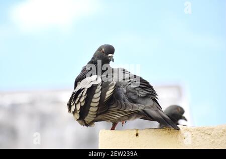 Eine Taube, die an der Wand meines Daches sitzt Stockfoto