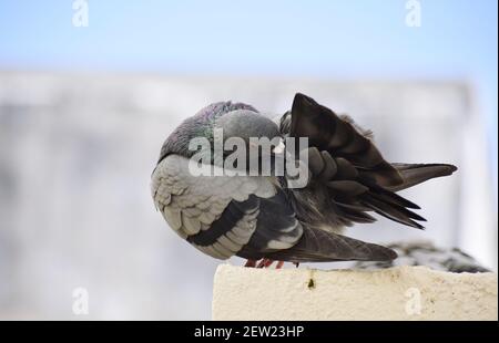 Eine Taube, die an der Wand meines Daches sitzt Stockfoto