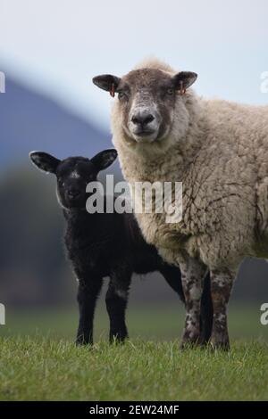 Kreuz Schafe und schwarzes Lamm, Schottland Stockfoto