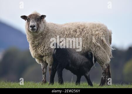 Kreuz Schafe und schwarzes Lamm, Schottland Stockfoto