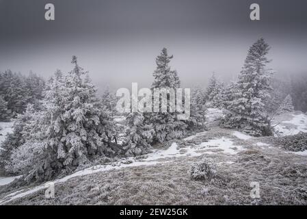 Frankreich, Ain, Jura-Massiv, erster Schnee auf den Tannen des regionalen Naturparks am Cret de la Goutte oberhalb des Dorfes Menthieres. Stockfoto