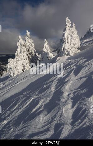 Frankreich, Ain, Jura-Massiv, regionaler Naturpark, Chezery Forens, Sur le mont Reculet, 'epiceas givres apres tempete et neige sculptee par le vent Stockfoto