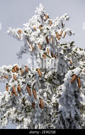 Frankreich, Ain, Jura-Massiv, regionaler Naturpark, Chezery Forens, Auf dem Mount Reculet, Zapfen von Spiceas Frost nach Sturm Stockfoto