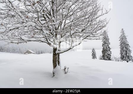 Frankreich, Ain Jura-Massiv, Bellegarde, Landschaft rund um den Col de Cuvery kurz nach Schneefall, Laubbäume und Tannen Stockfoto