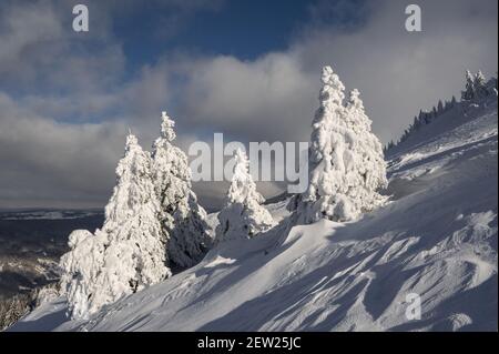 Frankreich, Ain, Jura-Massiv, regionaler Naturpark, Chezery Forens, Sur le mont Reculet, 'epiceas givres apres tempete et neige sculptee par le vent Stockfoto