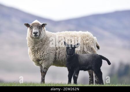 Kreuz Schafe und schwarzes Lamm, Schottland Stockfoto