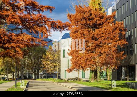 Frankreich, Isere, Saint Martin d'Heres, Grenoble Alpes University, Saint Martin d'Heres Campus, glühende Weißkehlspinne (Taxodium destichum) im Herbst Stockfoto