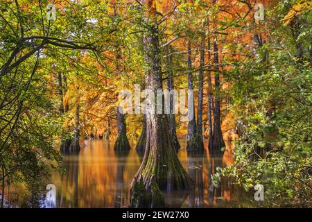 Frankreich, Isere, Saint-Baudille-de-la-Tour, Boulieu-Teich, Weißkopfzypressenwald (Taxodium destichum) Stockfoto