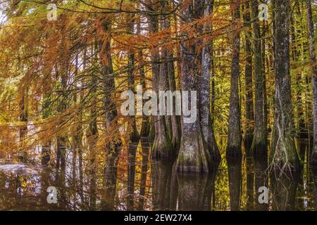 Frankreich, Isere, Saint-Baudille-de-la-Tour, Boulieu-Teich, Weißkopfzypressenwald (Taxodium destichum) Stockfoto