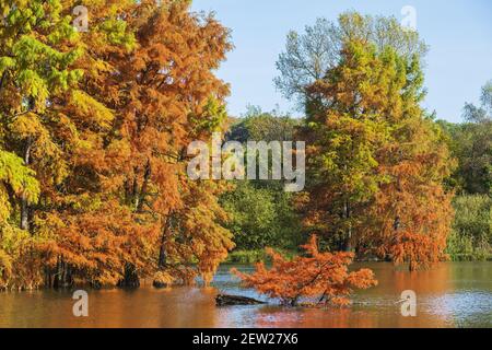 Frankreich, Isere, Saint-Baudille-de-la-Tour, Boulieu-Teich, Weißkopfzypressenwald (Taxodium destichum) Stockfoto