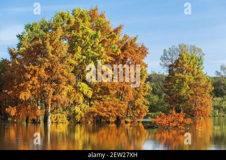 Frankreich, Isere, Saint-Baudille-de-la-Tour, Boulieu-Teich, Weißkopfzypressenwald (Taxodium destichum) Stockfoto