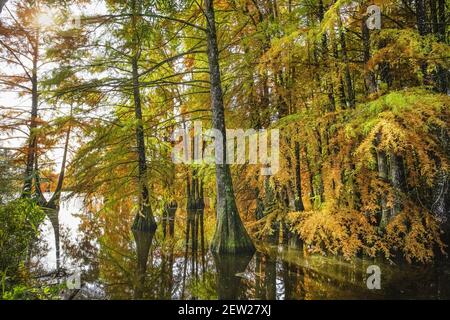 Frankreich, Isere, Saint-Baudille-de-la-Tour, Boulieu-Teich, Weißkopfzypressenwald (Taxodium destichum) Stockfoto