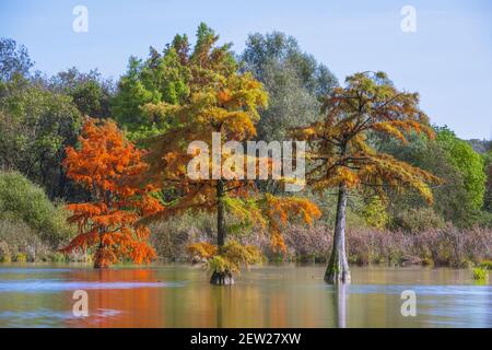 Frankreich, Isere, Saint-Baudille-de-la-Tour, Boulieu-Teich, Weißkopfzypressenwald (Taxodium destichum) Stockfoto