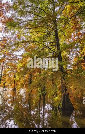 Frankreich, Isere, Saint-Baudille-de-la-Tour, Boulieu-Teich, Weißkopfzypressenwald (Taxodium destichum) Stockfoto