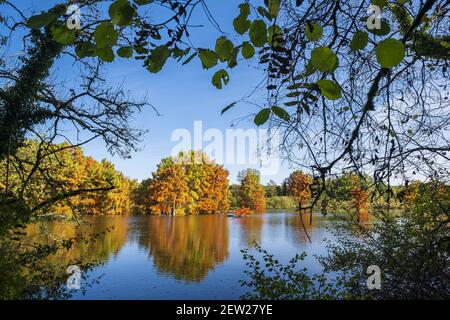 Frankreich, Isere, Saint-Baudille-de-la-Tour, Boulieu-Teich, Weißkopfzypressenwald (Taxodium destichum) Stockfoto