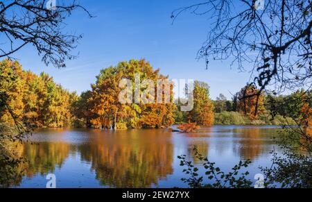 Frankreich, Isere, Saint-Baudille-de-la-Tour, Boulieu-Teich, Weißkopfzypressenwald (Taxodium destichum) Stockfoto