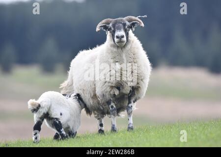 Schottische Schwarzgesicht Mutterschafe und Lämmer, Dumfries & Galloway, Schottland Stockfoto