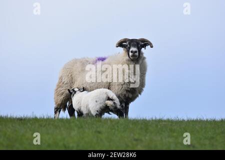 Schottische Schwarzgesicht Mutterschafe und Lämmer, Dumfries & Galloway, Schottland Stockfoto