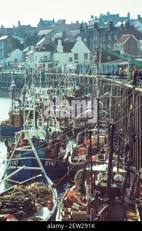 1978 Hafen von Whitby und Fischereiflotte von Booten und Trawlern - die Fischereiflotte von Whitby wird am Fischkai von der Verladung eines Fangs gebunden.der kommerzielle Fang ist kein Hering mehr, sondern wurde durch Kabeljau, Schellfisch und andere Fische ersetzt, die innerhalb von 12 Meilen von der Küste gefangen wurden. Whitby ist eine Küstenstadt und ein Hafen im Bezirk North Yorkshire, England und liegt an der Ostküste von Yorkshire an der Mündung des Flusses Esk. Whitby Hafen mit Trawlern und kleinen Booten nördlich yorkshire england gb europa Stockfoto