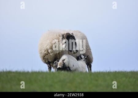 Schottische Schwarzgesicht Mutterschafe und Lämmer, Dumfries & Galloway, Schottland Stockfoto